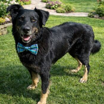 German Shepherd Dog Dogs Available for Adoption - LETOY BROWN GS | PetCurious