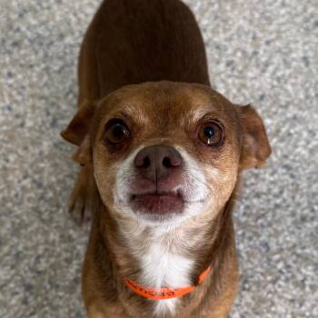 Chihuahua Dogs Available for Adoption in Peyton, Colorado - Brownie (MR26-348) | PetCurious