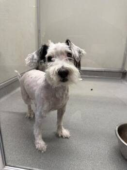 Ray Ray -  Maltese and Schnauzer Dog for Adoption in Victorville, California - Ray Ray | PetCurious