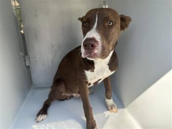Rescue Pit Bull Terrier and Mixed Breed Dogs for Adoption in Houston, Texas - A644783 | PetCurious