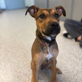Gamora -  Mixed Breed Dog for Adoption in East Hanover, New Jersey - Gamora | PetCurious