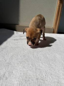 U7 Weevil -  Pit Bull Terrier Dog for Adoption in Ashland, Wisconsin - U7 Weevil | PetCurious