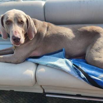 Cash -  Weimaraner Dog for Adoption in Grand Rapids, Michigan - Cash | PetCurious