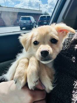 Chihuahua Dogs Available for Adoption in Lima, Ohio - Julia | PetCurious