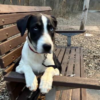 Border Collie and Siberian Husky Dogs Available for Adoption - Elizabeth | PetCurious