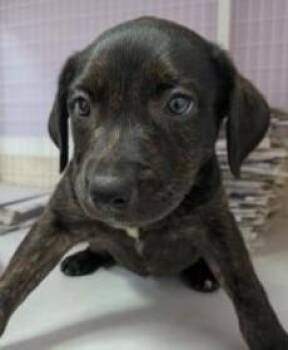 Jada -  Mixed Breed Dog for Adoption in Kansas City, Missouri - Jada | PetCurious