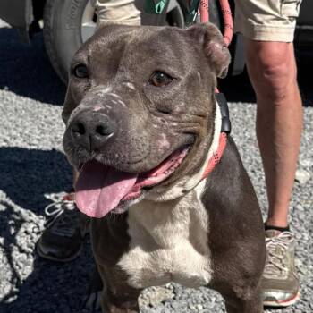 Rescue Pit Bull Terrier Dogs for Adoption in Warren, Ohio - Trapper | PetCurious