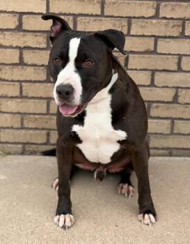 Chubs -  Mixed Breed Dog Available for Adoption in Columbus, Nebraska - Chubs | PetCurious