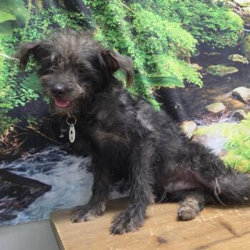 Bart -  Schnauzer and Poodle Dog for Adoption in Normal, Illinois - Bart | PetCurious