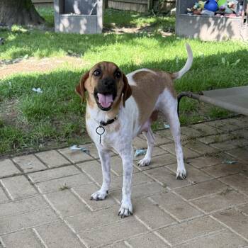 Momma Blossom -  Beagle Dog for Adoption - Momma Blossom | PetCurious
