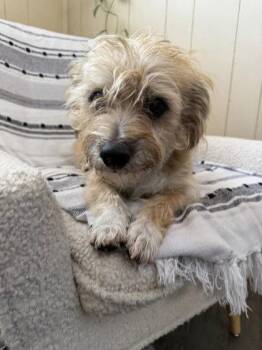 Dexter -  Cairn Terrier Dog for Adoption in Redmond, Oregon - Dexter | PetCurious