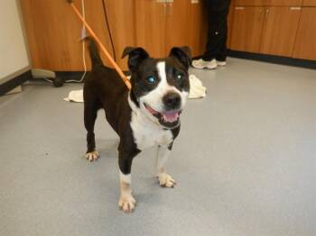 JUBILEE -  Staffordshire Bull Terrier and Bull Terrier Dog for Adoption in San Jose, California - JUBILEE | PetCurious