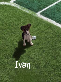 Ivan -  Jack Russell Terrier Dog Available for Adoption in The Woodlands, Texas - Ivan | PetCurious