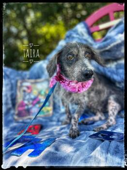 Rescue Chihuahua and Terrier Dogs for Adoption in Sebring, Florida - Taira | PetCurious