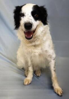 Clint -  Border Collie Dog for Adoption in Columbus, Nebraska - Clint | PetCurious