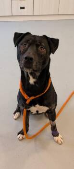 Rescue Pit Bull Terrier Dogs for Adoption in Wooster, Ohio - Mickey | PetCurious