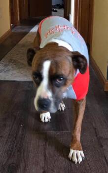 Bella B -  Boxer Dog for Adoption in Taycheedah, Wisconsin - Bella B | PetCurious