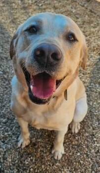 Labrador Retriever Dogs Available for Adoption - Lou | PetCurious