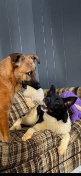 Rescue Akita and Mixed Breed Dogs for Adoption in Crandon, Wisconsin - Bindi | PetCurious