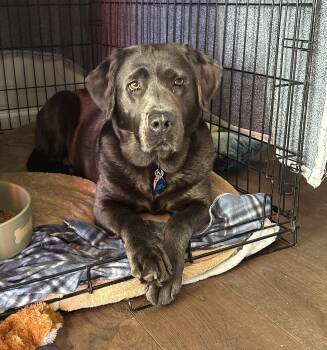 Labrador Retriever Dogs Available for Adoption in Warrington, Pennsylvania - Cheyenne | PetCurious
