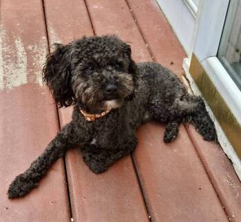 Jay -  Miniature Poodle Dog for Adoption in Yorktown, Virginia - Jay | PetCurious