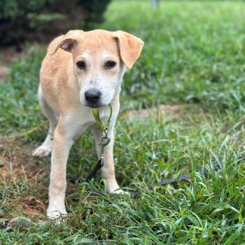 Bashful Puppy - Local in MASS! -  Shepherd Dog for Adoption in Princeton, Massachusetts - Bashful Puppy - Local In MASS! | PetCurious