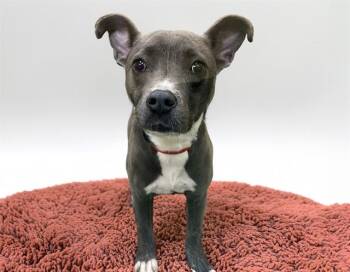 GIANNA -  Pit Bull Terrier and Chihuahua Dog for Adoption in Fort Lauderdale, Florida - GIANNA | PetCurious