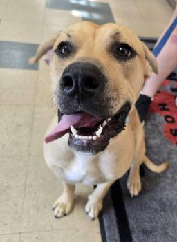 Hendrix -  Boxer and Labrador Retriever Dog for Adoption in Saint Clairsville, Ohio - Hendrix | PetCurious