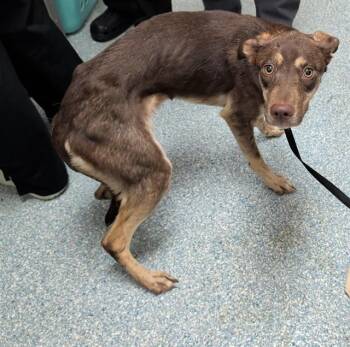 CHOCO -  Siberian Husky and Mixed Breed Dog for Adoption in Rowlett, Texas - CHOCO | PetCurious