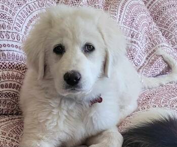 Great Pyrenees Dogs Available for Adoption - Marge  | PetCurious