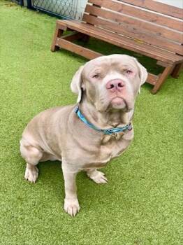 PETER -  Mastiff and Mixed Breed Dog for Adoption in Dedham, Massachusetts - PETER | PetCurious