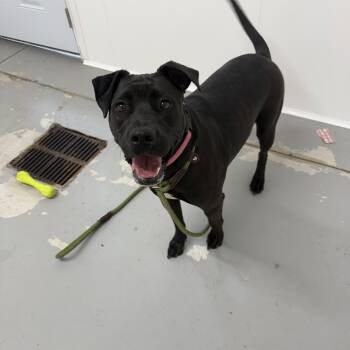 Rescue Terrier and Retriever Dogs for Adoption in Lancaster, South Carolina - Charlie | PetCurious