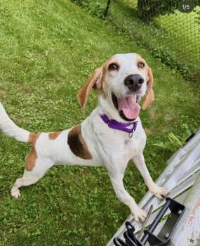 Ruby -  Hound Dog for Adoption in Suffield, Connecticut - Ruby | PetCurious