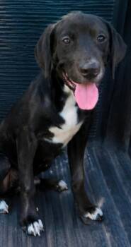 White Foot Davis -  Labrador Retriever Dog for Adoption in El Dorado, Arkansas - White Foot Davis | PetCurious
