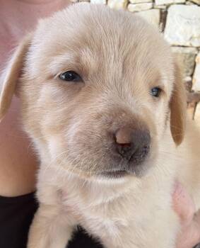 Great Pyrenees Dogs Available for Adoption in Luling, Texas - Butterscotch | PetCurious