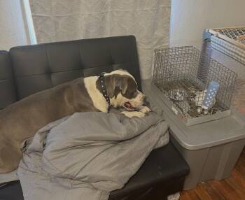 Pit Bull Terrier Dogs Available for Adoption in Clovis, New Mexico - Foreman | PetCurious