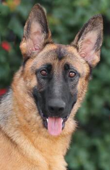 Juneau von Jembke -  German Shepherd Dog Dog for Adoption in Los Angeles, California - Juneau Von Jembke | PetCurious