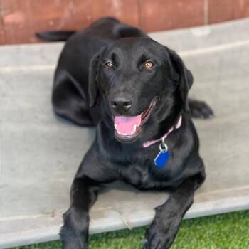Daya -  Labrador Retriever Dog for Adoption in San Diego, California - Daya | PetCurious