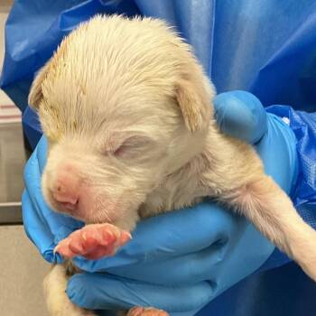 Terrier Dogs Available for Adoption - Sugar Plum | PetCurious