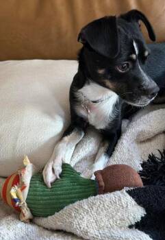 River -  Chihuahua and Terrier Dog for Adoption in San Diego, California - River | PetCurious