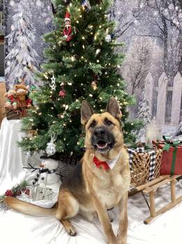 Rescue German Shepherd Dog Dogs for Adoption in West Richland, Washington - Ozzy | PetCurious