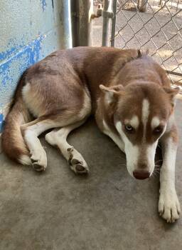 Rescue Husky and Mixed Breed Dogs for Adoption in Lockhart, Texas - Reina | PetCurious