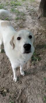 Zac -  Great Pyrenees Dog for Adoption in Bauxite, Arkansas - Zac | PetCurious