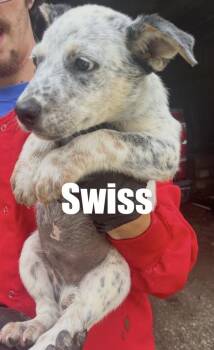 Swiss -  Cattle Dog Dog for Adoption in Irwin, Pennsylvania - Swiss | PetCurious