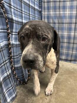 SKINNER -  American Bulldog Dog for Adoption in Rosenberg, Texas - SKINNER | PetCurious