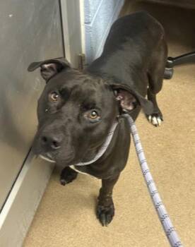 Benjamin Buttons -  Mixed Breed Dog for Adoption in Chamblee, Georgia - Benjamin Buttons | PetCurious