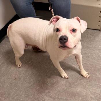 Wynter -  Mixed Breed Dog for Adoption in Philadelphia, Pennsylvania - Wynter | PetCurious