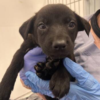 Bach -  Mixed Breed Dog for Adoption in Wheeling, Illinois - Bach | PetCurious