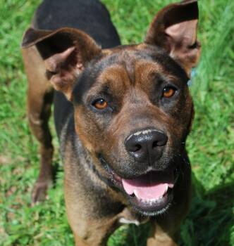 Rescue Boxer Dogs for Adoption in Manchester, Tennessee - Axel | PetCurious