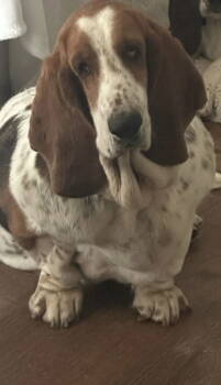 Rescue Basset Hound Dogs for Adoption in Carrollton, Texas - Natalie | PetCurious
